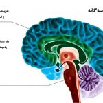 نگاهی به ﻧﻈﺮﯾﻪ ﻣﻐﺰ سه‌ گانه